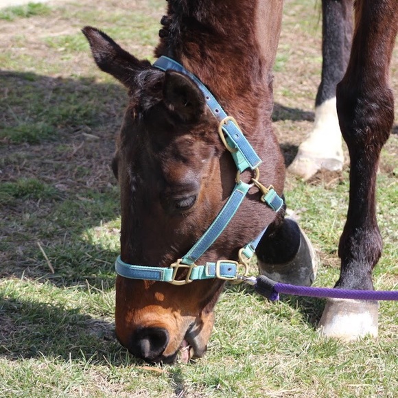 Meet your Posher, Lauren - Picture 1 of 1